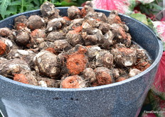 Special about the bulbs of this plant is that they are De-eyed. This means that they will have 6-7 shoots instead of 1.On top of that, the top of the bulb is painted, to make sure they will be planted the right side up.